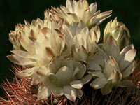 Gymnocalycium schickendantzii